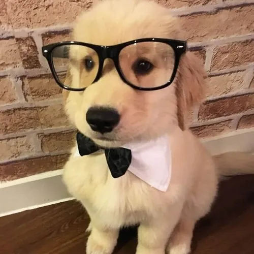 Meme chó đáng yêu thể hiện ánh mắt đảo chiều đầy sinh động