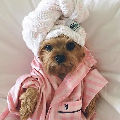 Ảnh troll cún con cáu gắt với bộ lông dựng đứng