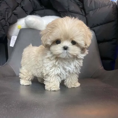 Ảnh troll bé bốn chân lấy trọng tâm tư thế ngồi lắc lư