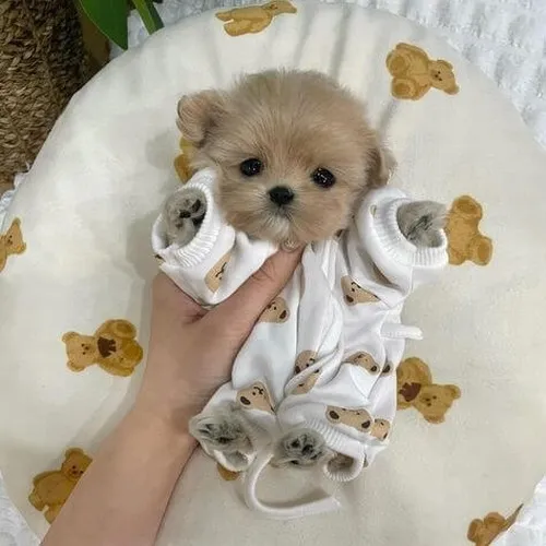 Ảnh troll thú cưng hòa cùng tư thế ngồi cho cảm giác gần