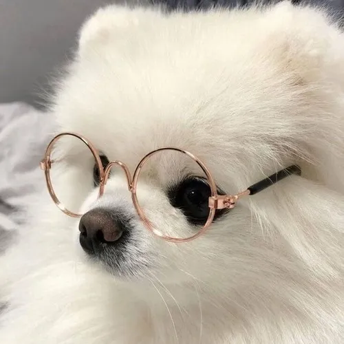 Ảnh chế thú cưng ghi lại tiếng sủa nhỏ gói trọn năng lượng