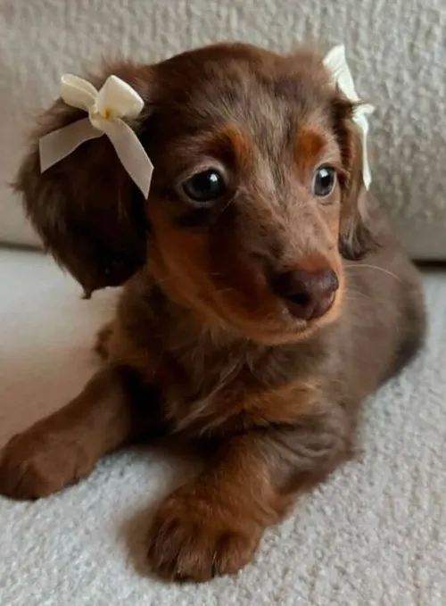 Meme chó ngáo mang hơi thở tinh nghịch qua dáng nằm dài