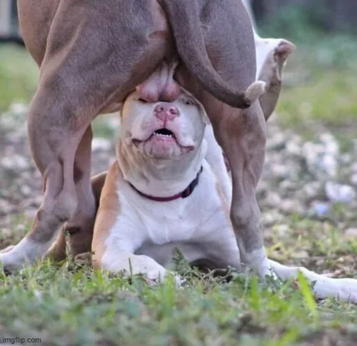 Meme chó hài lồng ghép vẻ lanh lợi từ đôi mắt tròn