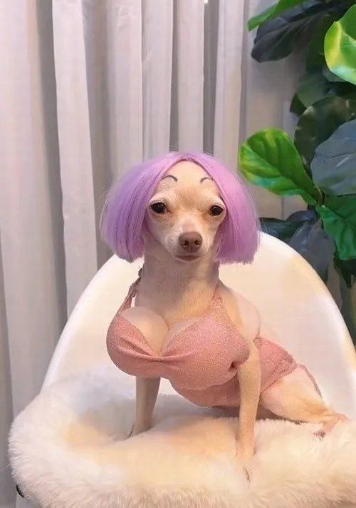 Meme chó dễ thương truyền tải đặc tính sống động của giống lớn