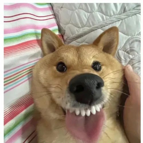 Ảnh troll loài khuyển gợi chất bụ bẫm từ bộ lông Pug