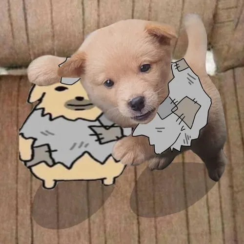 Ảnh vui bạn bốn chân chạm đến nét gần gũi qua dáng nằm