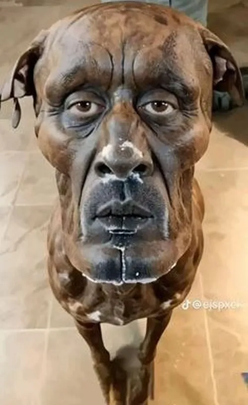 Meme chó e thẹn cụp tai nhìn xuống rất hiền