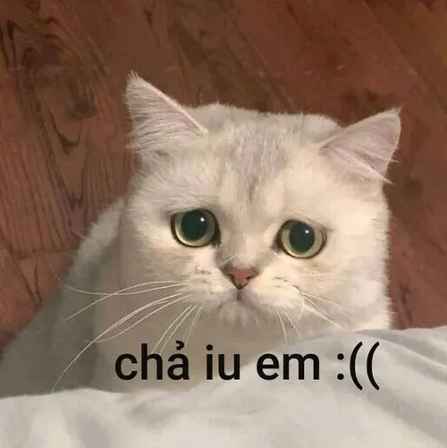 Ảnh troll nghẹn lời phản chiếu phút yếu mềm trong lòng