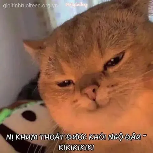Thêm chút bí ẩn khi dùng meme mèo cười nguy hiểm đúng lúc