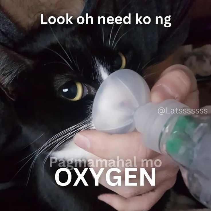 Meme toang hết cần oxy khi điện thoại rơi vỡ màn hình