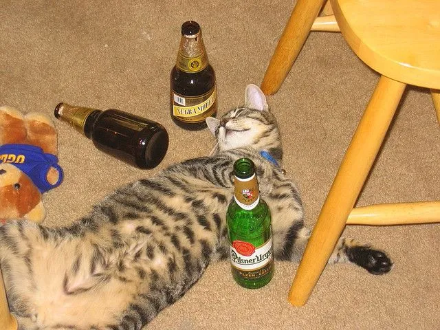 Hình chế mèo uống bia gục ngã, bạn bè trêu chọc.