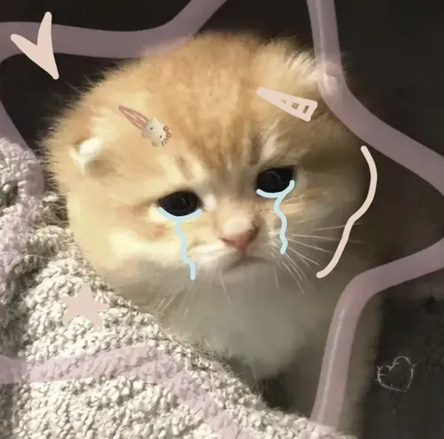 Ảnh troll ngáo ngơ gợi pha lố cứng đơ