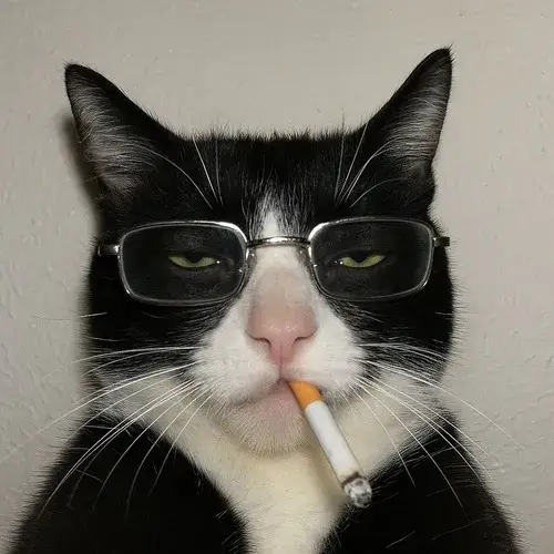 Hình troll mèo mặt bánh bao phô nét vô tri