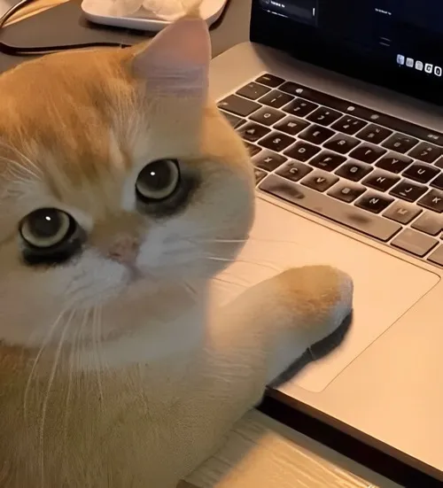 Hình chế mèo lầy bựa phản ánh dáng lom khom