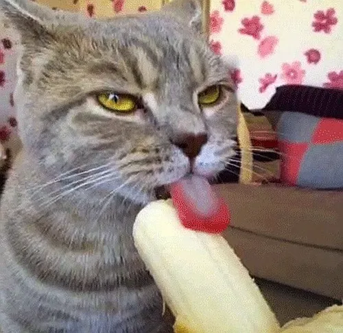 Bộ 60 Meme Mèo Ăn Chuối và các món ăn thường ngày cho hội mê đồ ăn