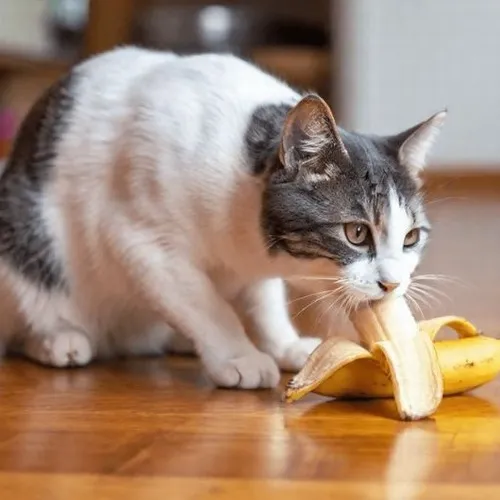 Ảnh chế mèo ăn chuối đáng yêu khi bạn cần xả stress
