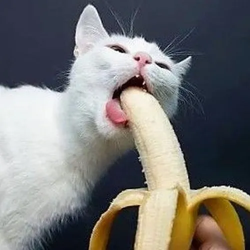 Bộ meme mèo ăn chuối dành cho ngày không buồn nói