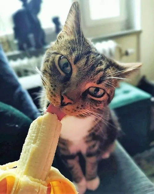 Bộ meme mèo ăn chuối cực ngộ dùng lúc bạn đói nhẹ
