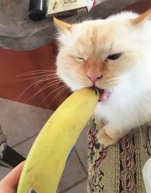 Meme mèo ăn chuối siêu hợp tình cảnh lười nấu