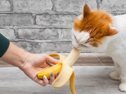 Meme mèo ăn chuối chuẩn vibe lúc thòm thèm