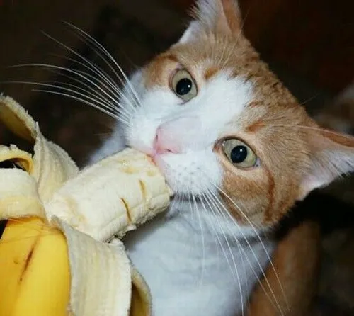 Ảnh vui mèo ăn chuối cực hợp trò chuyện lúc mệt