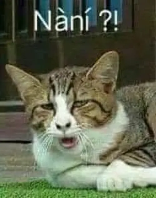 Meme chế mèo bất ngờ thể hiện phản ứng giật mình cực rõ nét