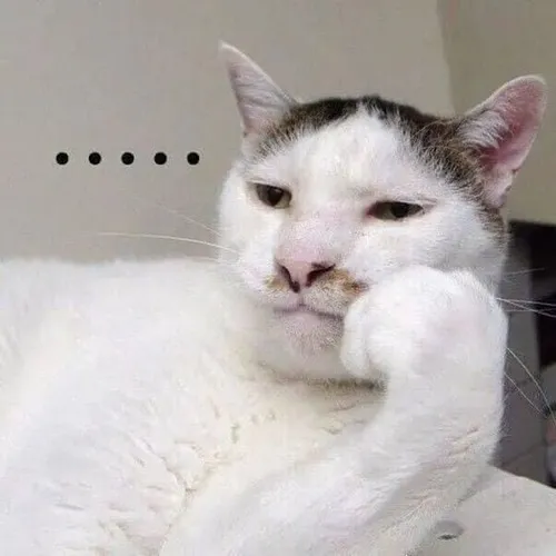 Ảnh chế mèo ngơ ngác thể hiện sự lanh lợi bị chặn đứng