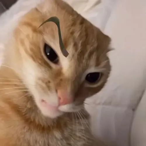 Gói ảnh mèo mở to mắt cho ngày dồn dập tin gây bối rối