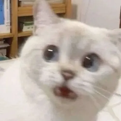 Bộ meme mèo bất ngờ dành cho lúc nghe tin khó tin nhất