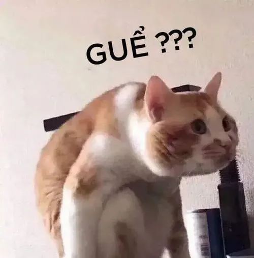 Ảnh vui mèo hoang mang cho thấy tai mèo vểnh cao hơn