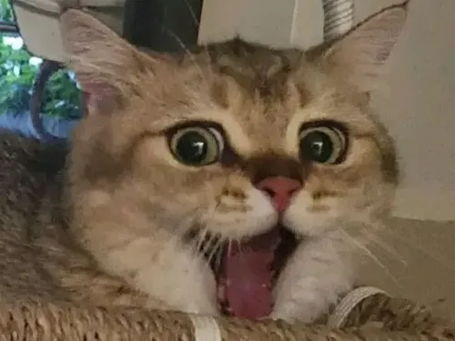 Meme hài mèo bất ngờ miêu tả cú sốc thị giác bất chợt