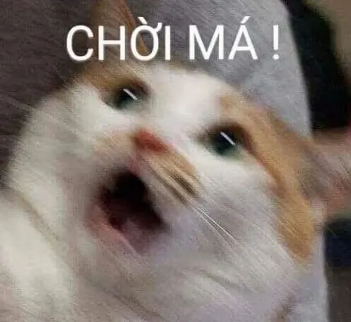 Ảnh meme vui mèo bất ngờ cho thấy dáng đứng khựng rất tự nhiên