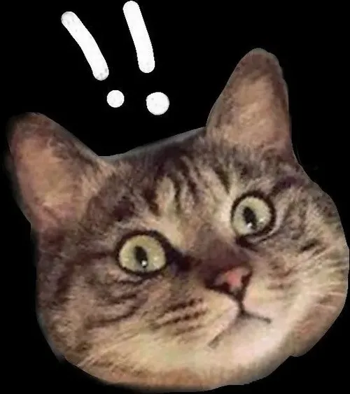 Ảnh hài mèo giật mình biểu lộ mức hoang mang khó giấu