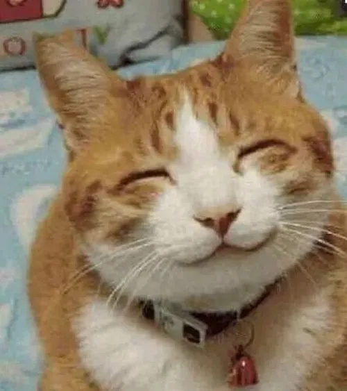 Ảnh vui mèo cho thấy dáng thân thiện lúc gật nhẹ