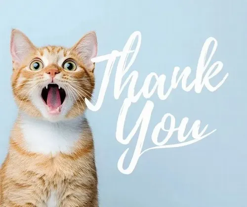 Meme chế mèo biểu đạt dáng hiền hòa trong lời cảm ơn