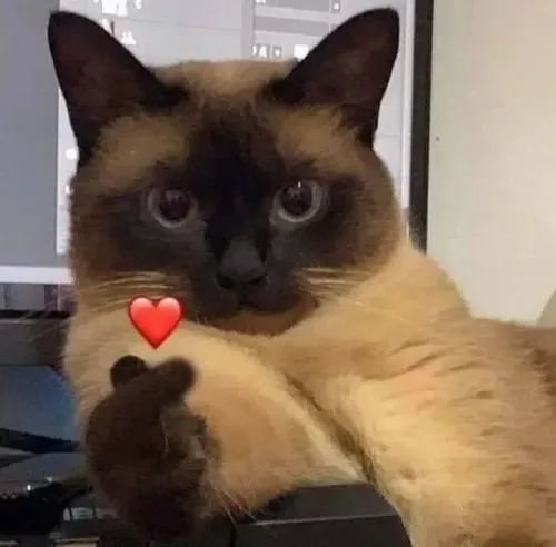 Meme chế mèo nêu nét lễ phép qua dáng chắp chân nhỏ