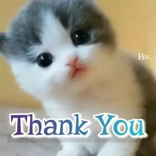 Hình chế meme vui mèo mô tả mặt biết ơn rõ rệt