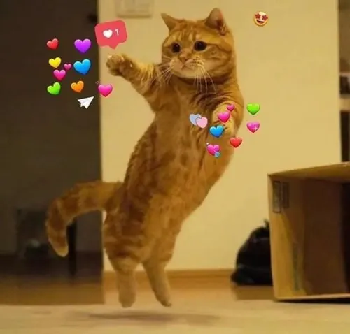 Khoảnh khắc boss cho thấy biểu cảm biết ơn mềm mại