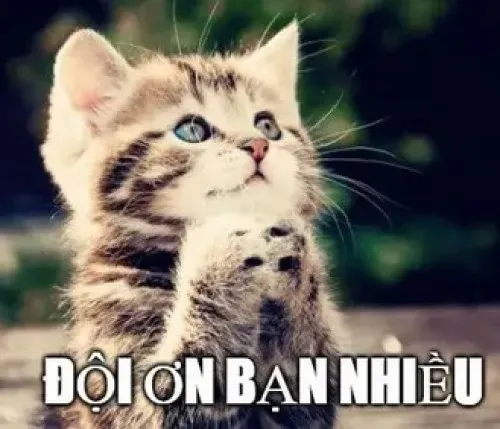 Ảnh meme vui hoàng thượng cho thấy chân trước chắp nhẹ