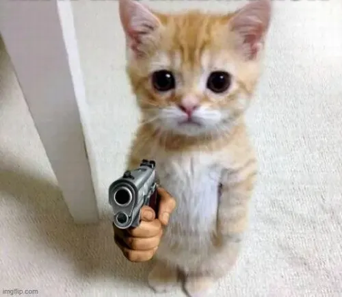 Ảnh hài mèo chiến giữ nòng súng kết hợp bộ lông.