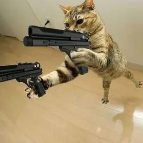 Meme hài mèo thủ thế phồng má tạo cảm giác áp lực.