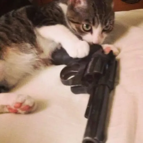 Hình meme hài mèo nghiêm tạo khí chất khác thường.