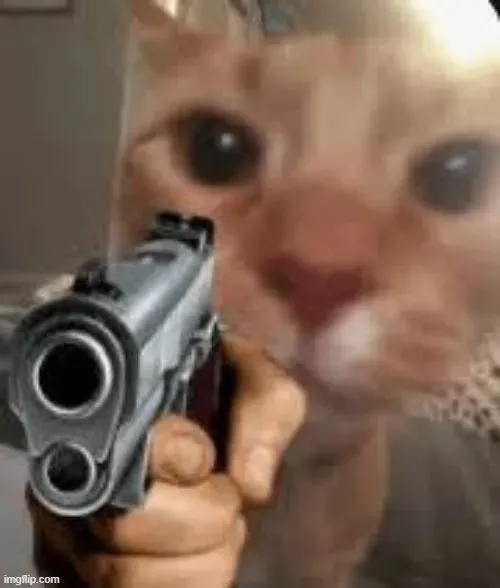 Meme chế mèo Tam Thể nâng súng với bộ lông xù.