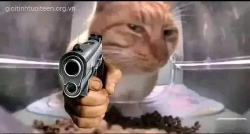 Hình chế meme vui mèo vàng ta dàn mặt nhìn gườm.