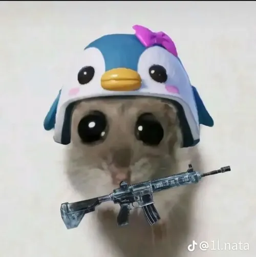 Ảnh vui mèo gườm gườm kết hợp nòng súng tạo không khí mạnh.