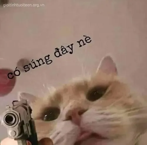 Ảnh troll mèo gắt liên hệ mèo thủ thế tạo khí trường.