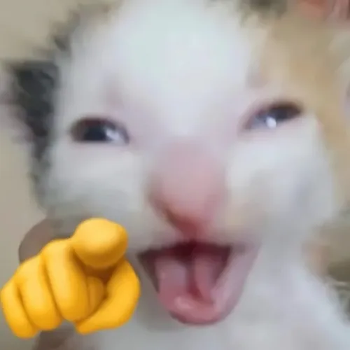 Mèo cười tinh nghịch giơ tay trêu cực hợp mood cà khịa nhẹ