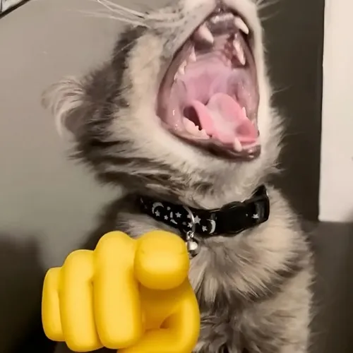 Hình mèo bật cười chĩa chân hợp comment bắt lỗi bạn