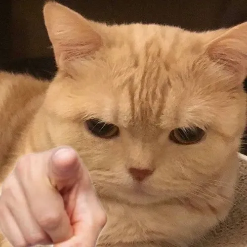 Mèo cười khoái trá chỉ tay hợp mọi tình huống troll bạn bè