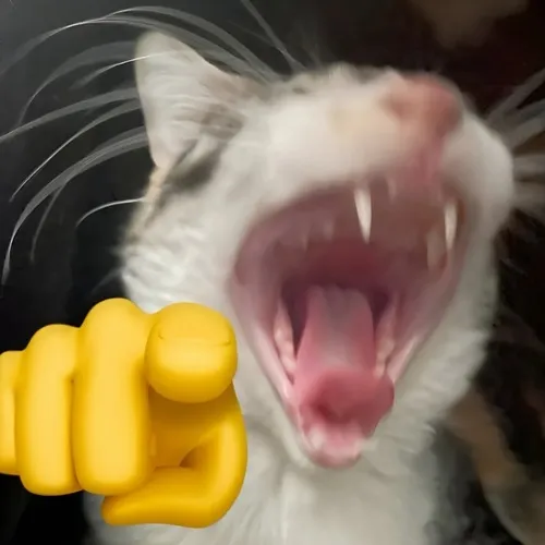 Khoảnh khắc mèo liến thoắng thể hiện dáng ngồi nghênh đầy tự tin.